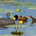 Kinder: Frühstück! Kleine Wassertierchen!