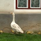 Kinder-Garten