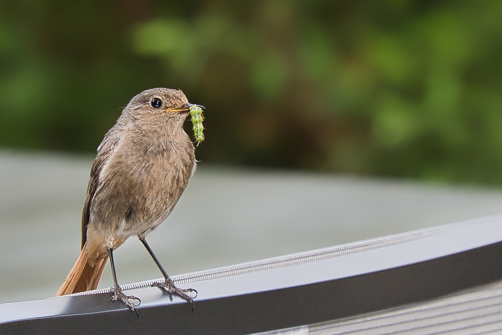 Kinder, habt Ihr Hunger?