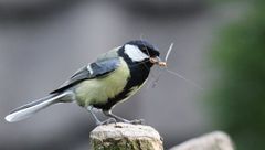 Kinder, hier kommt euer Frühstück!