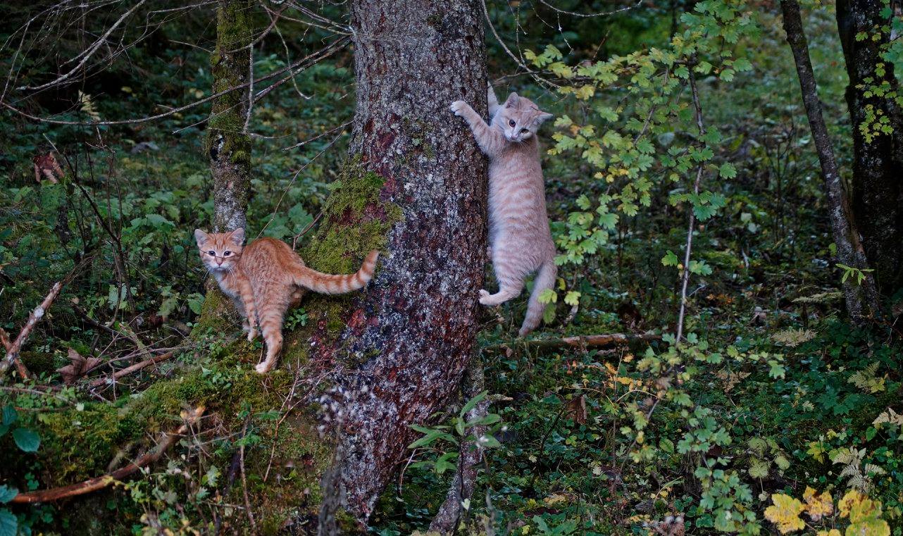 Kinder im Wald