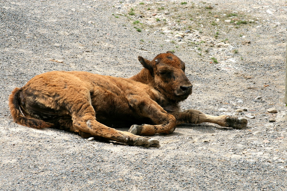 Kinder im Zoo