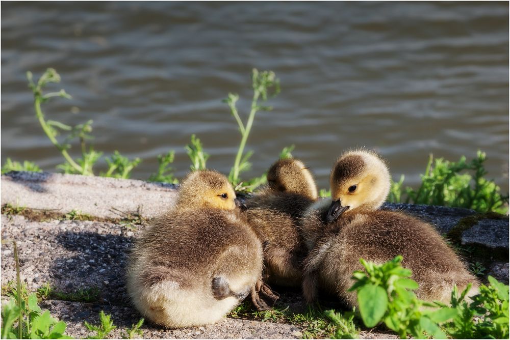 Kinder mit Migrationshintergrund