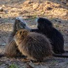 Kinder, streitet euch nicht! Nutria- Nachwuchs 