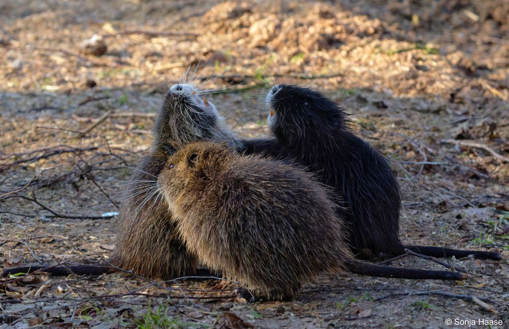 Kinder, streitet euch nicht! Nutria- Nachwuchs 