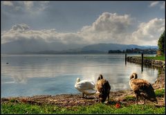 Kinder, vor dem Essen geh´n wir noch ne Runde schwimmen......