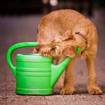 Kinderarbeit - Irish Terrier