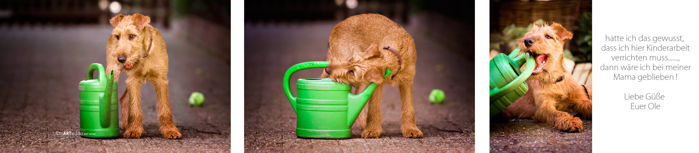 Kinderarbeit - Irish Terrier