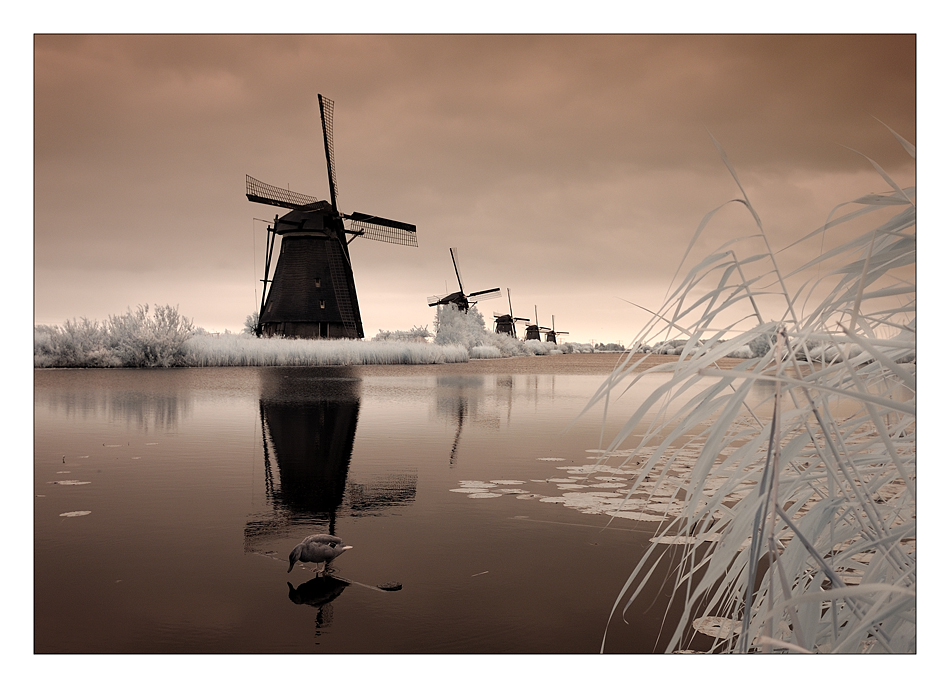 Kinderdijk - 1