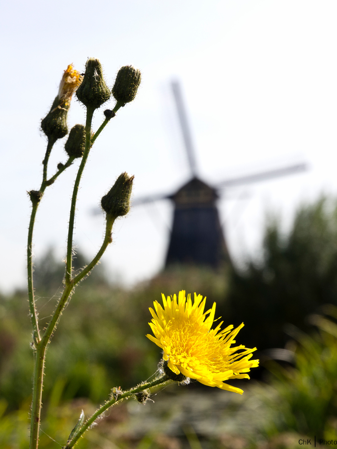 Kinderdijk II