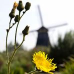 Kinderdijk II