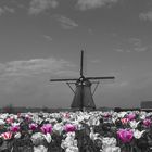 Kinderdijk, NL