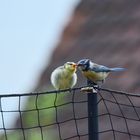 Kinderfütterung auf dem Katzennetz 1/3