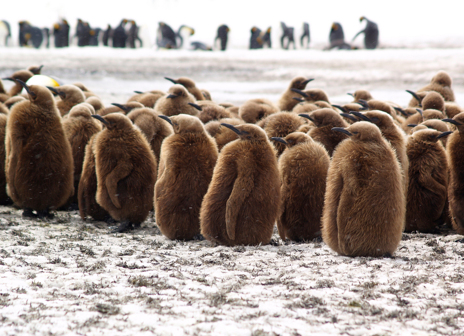 Kindergarten der Königspinguine