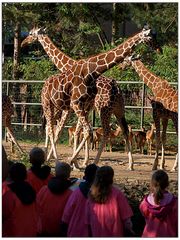 Kindergarten-Gruppe bestaunt die Giraffen -1-