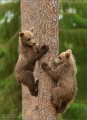 Kindergarten im Baum...