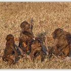 " Kindergarten im Samburu-Nationalpark "