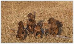 " Kindergarten im Samburu-Nationalpark "