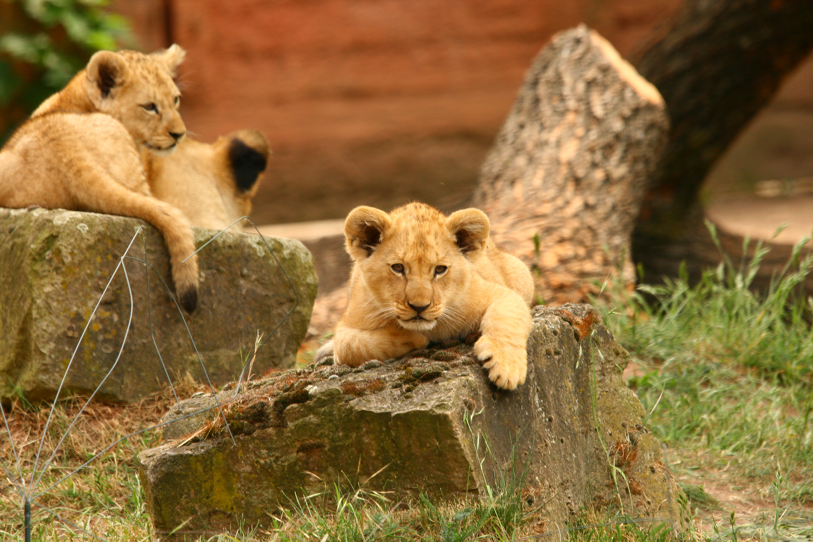 Kindergarten im Zoo Hannover