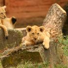 Kindergarten im Zoo Hannover