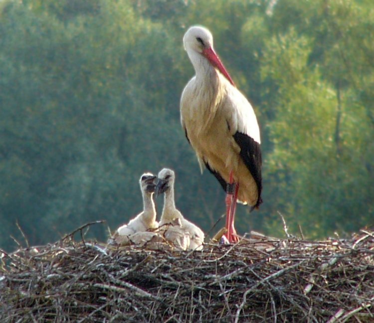 Kindergetuschel bei Storchens