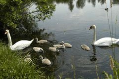 Kinderglück - einer Schwanenfamilie