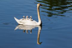 Kinderglück im Wassertaxi