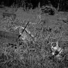 Kindergräber auf dem Zentralfriedhof in Wien