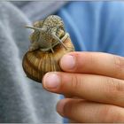 Kinderhand mit Schnecke