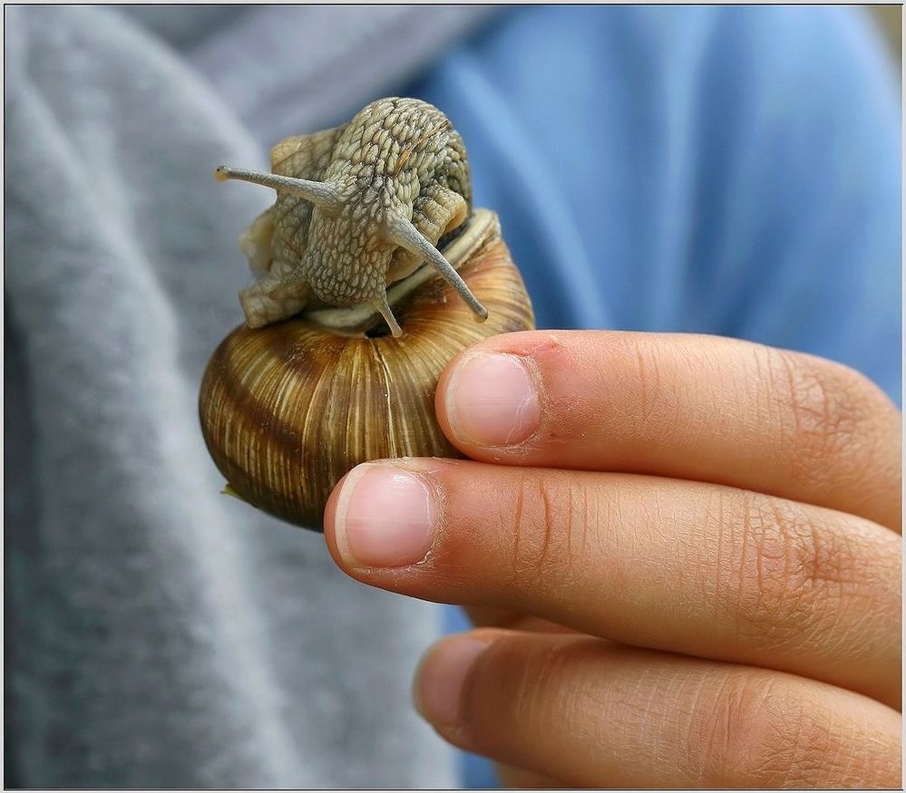 Kinderhand mit Schnecke