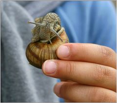 Kinderhand mit Schnecke