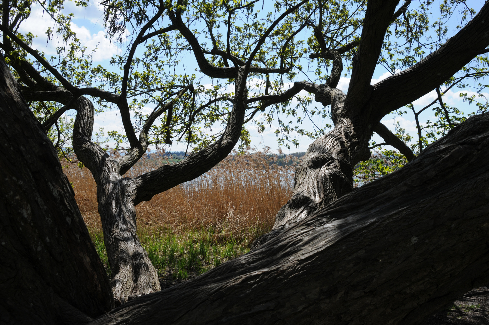 KinderKletterbaum