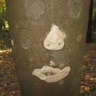  Kinderkunst im Wald 