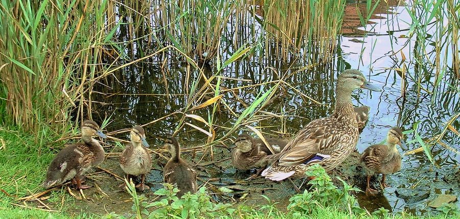 Kinderreiche Familie