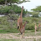 Kinderreiche Giraffenfamilie oder Giraffenkindergartengruppe?