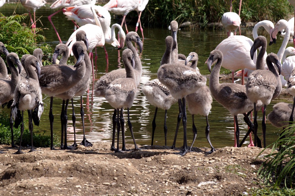 Kinderschule im Zoo