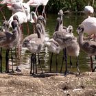 Kinderschule im Zoo