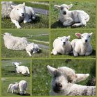 Kinderstube auf dem Deich in Westerhever