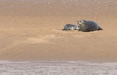 Kinderstube auf den Seehundbaenken