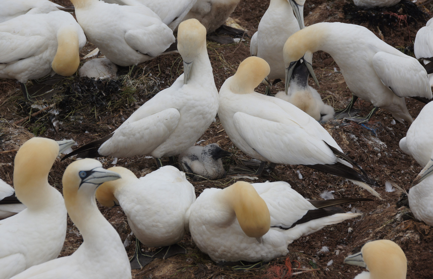 Kinderstube auf Helgoland