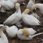 Kinderstube auf Helgoland