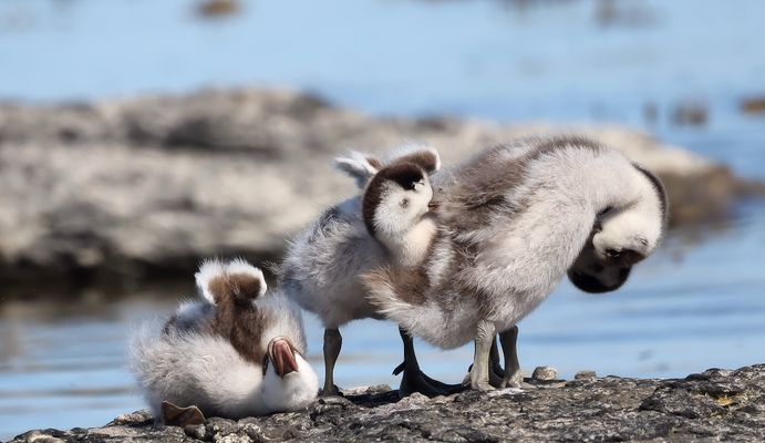 *****  Kinderstube der Brandgänse *****