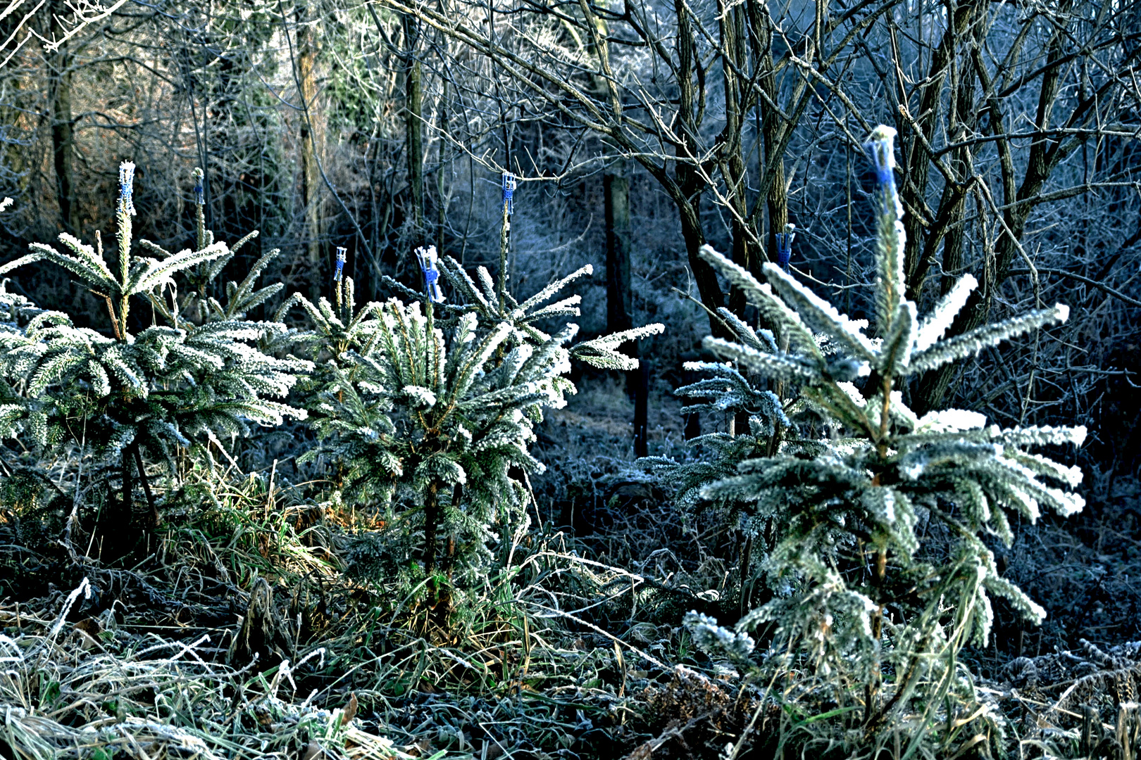 kinderstube der christbäume