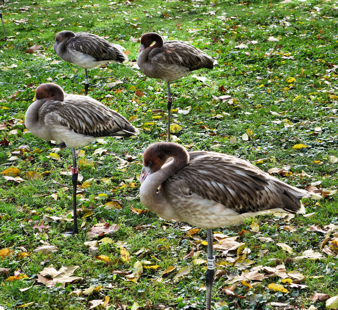 Kinderstube der Flamingos