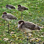 Kinderstube der Flamingos