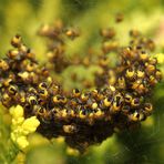 Kinderstube der Gartenkreutzspinne