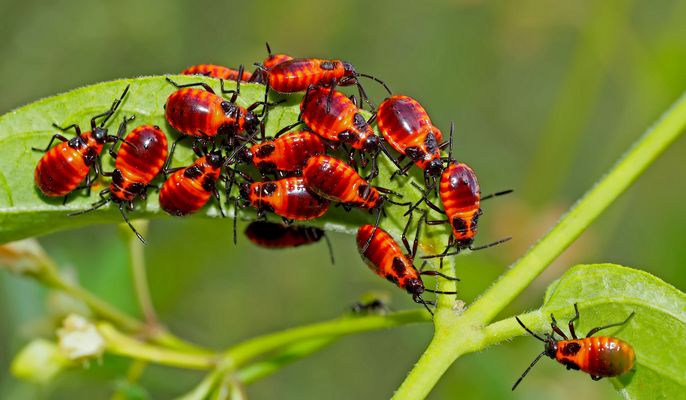 Kinderstube der Gemeinen Feuerwanze (Pyrrhocoris apterus)