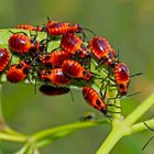 Kinderstube der Gemeinen Feuerwanze (Pyrrhocoris apterus)