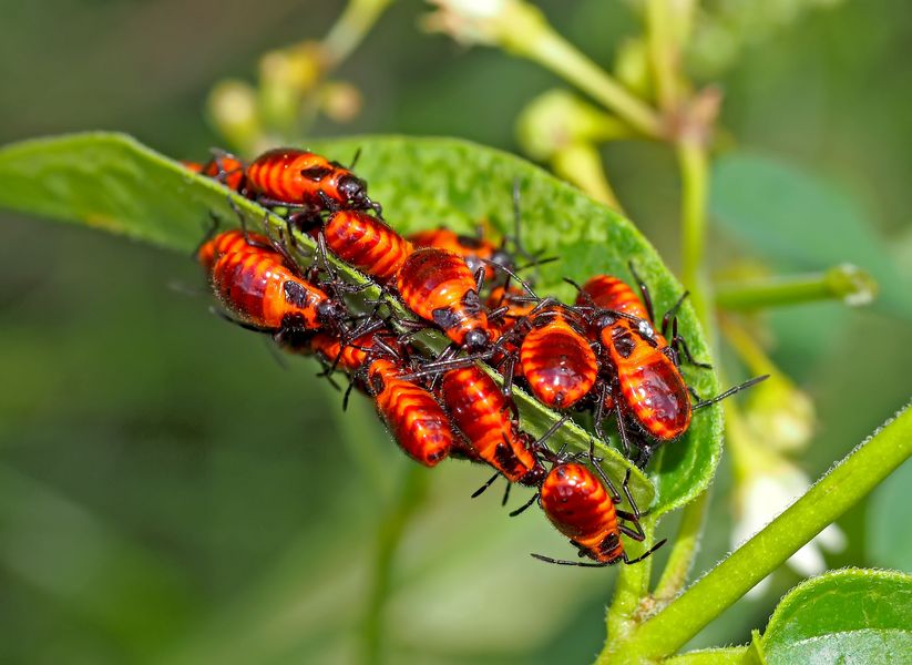 Kinderstube der Gemeinen Feuerwanze (Pyrrhocoris apterus)