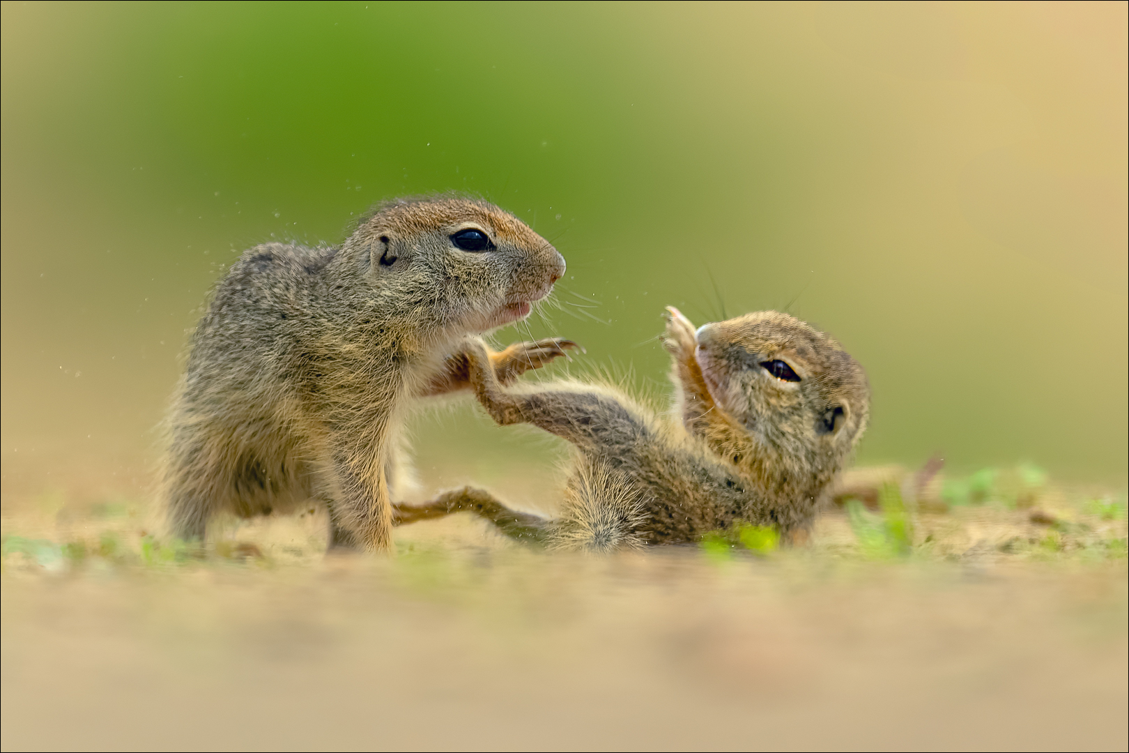 Kinderstube der Ziesel